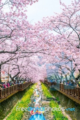 Jinhae,korea - April 4 : Jinhae Gunhangje Festival Is The Largest Cherry Blossom Festival In Korea.tourists Taking Photos Of The Beautiful Scenery Around Jinhae,korea On April 4,2015 Stock Photo