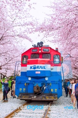 Jinhae,korea - April 4 : Jinhae Gunhangje Festival Is The Largest Cherry Blossom Festival In Korea.tourists Taking Photos Of The Beautiful Scenery Around Jinhae,korea On April 4,2015 Stock Photo