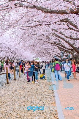 Jinhae,korea - April 4 : Jinhae Gunhangje Festival Is The Largest Cherry Blossom Festival In Korea.tourists Taking Photos Of The Beautiful Scenery Around Jinhae,korea On April 4,2015 Stock Photo