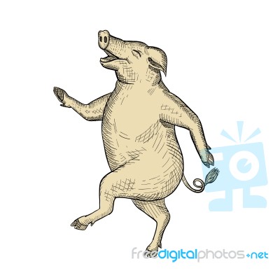 Jolly Pig Dancing Drawing Retro Color Stock Image