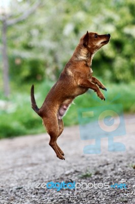 Jump In The Air Stock Photo