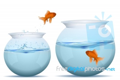 Jumping Fish From Tank Stock Image