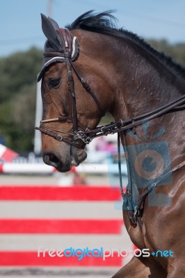 Jumping Horse Head Stock Photo