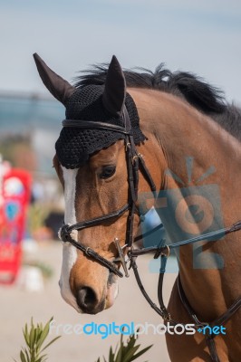 Jumping Horse Head Stock Photo