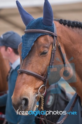 Jumping Horse Head Stock Photo