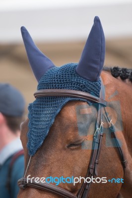 Jumping Horse Head Stock Photo