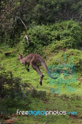 Jumping Kangaroo Stock Photo