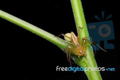 Jumping Spider Stock Photo