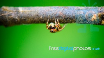 Jumping Spider Stock Photo