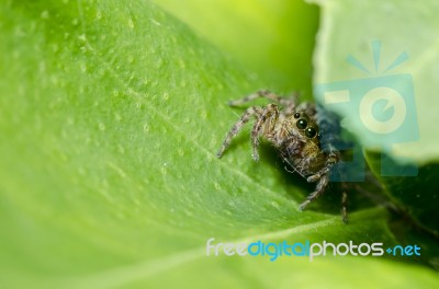 Jumping Spider Stock Photo