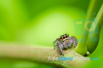 Jumping Spider In Green Nature Stock Photo