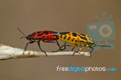 Jumping Tree Bug Stock Photo