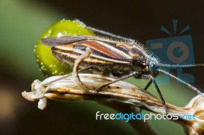 Jumping Tree Bug (horistus Orientalis) Stock Photo