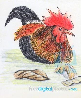 Jungle Fowl Bird Drawing Stock Image