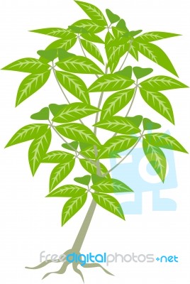 Jungle Plant Leaves Stock Image