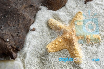 Jungle Starfish Stock Photo