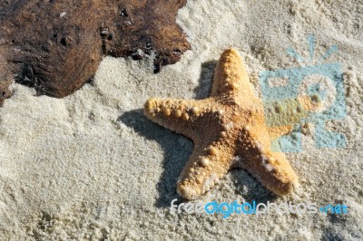 Jungle Starfish Stock Photo