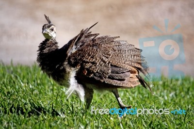 Junior Peacock Stock Photo