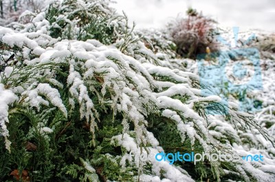 Juniper Branches Covered With Snow Stock Photo