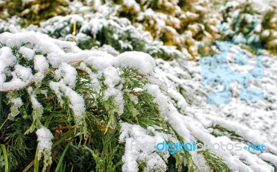 Juniper Branches Covered With Snow Stock Photo