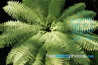 Jurassic Leaf Stock Photo