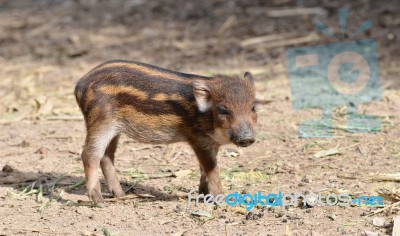 Juvenile Boar Stock Photo