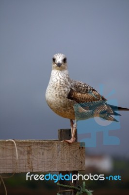 Juvenile Gull Stock Photo