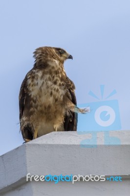 Juvenile Gymnogene Stock Photo