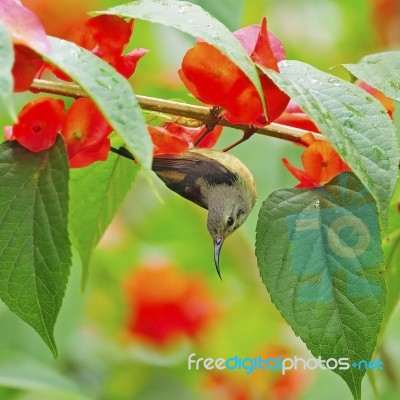 Juvenile Male Black-throated Sunbird Stock Photo