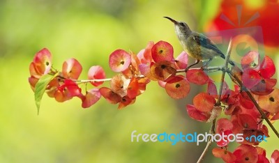 Juvenile Male Black-throated Sunbird Stock Photo