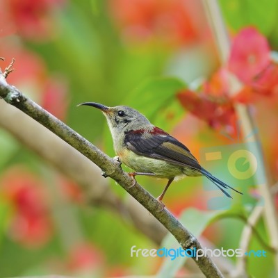 Juvenile Male Black-throated Sunbird Stock Photo