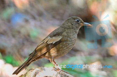 Juvenile Male Grey-winged Blackbird Stock Photo