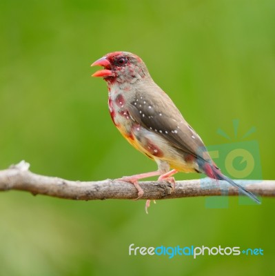 Juvenile Male Red Avadavat Stock Photo