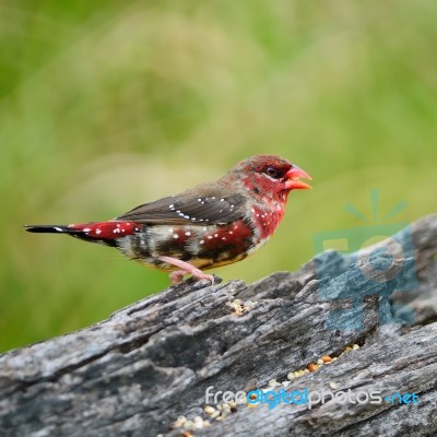 Juvenile Male Red Avadavat Stock Photo