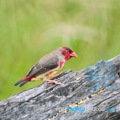 Juvenile Male Red Avadavat Stock Photo