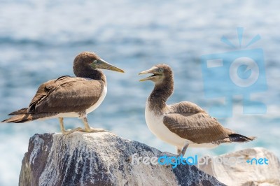 Juvenile Nazca Booby In Galapagos Stock Photo