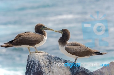 Juvenile Nazca Booby In Galapagos Stock Photo