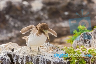 Juvenile Nazca Booby In Galapagos Stock Photo