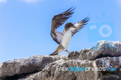 Juvenile Nazca Booby In Galapagos Stock Photo