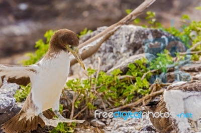 Juvenile Nazca Booby In Galapagos Stock Photo