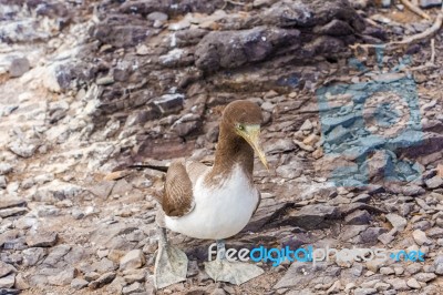 Juvenile Nazca Booby In Galapagos Stock Photo