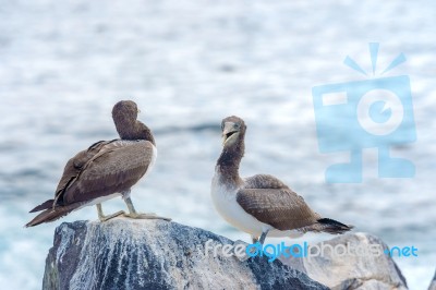 Juvenile Nazca Booby In Galapagos Stock Photo