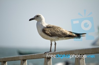 Juvenile Seagull Stock Photo