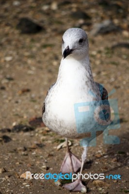 Juvenile Walking Stock Photo