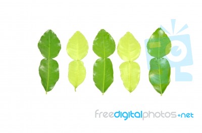 Kaffir Lime Leaves Stock Photo