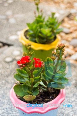 Kalanchoe Flowering Plant In Pot Stock Photo