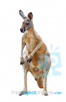 Kangaroo Isolated Stock Photo