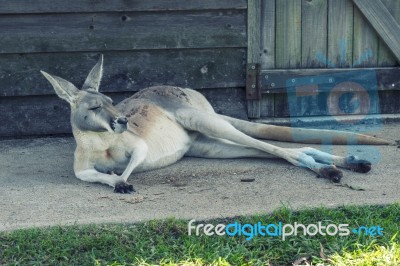 Kangaroo Outside Stock Photo