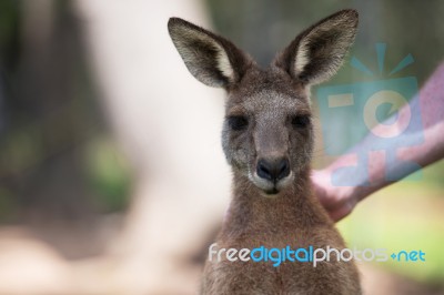 Kangaroo Outside Stock Photo