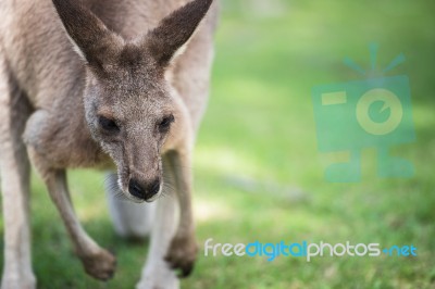 Kangaroo Outside Stock Photo